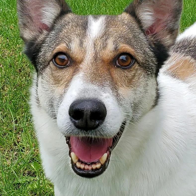 Riff, male 6yo Mixed Breed for adoption at Name, Kassel