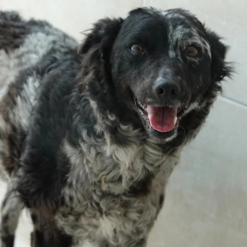 Mona, female young Mixed Breed for adoption at Name, Kassel