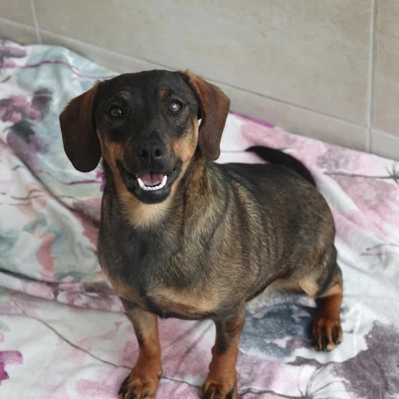 Mia, female puppy Mixed Breed for adoption at Name, Kassel