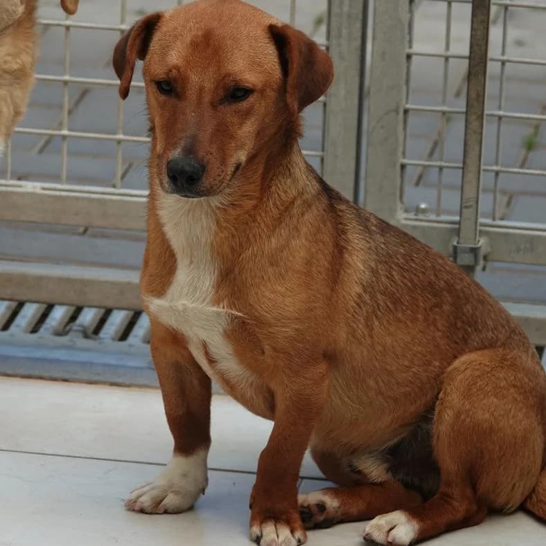 Max, male puppy Mixed Breed for adoption at Name, Kassel
