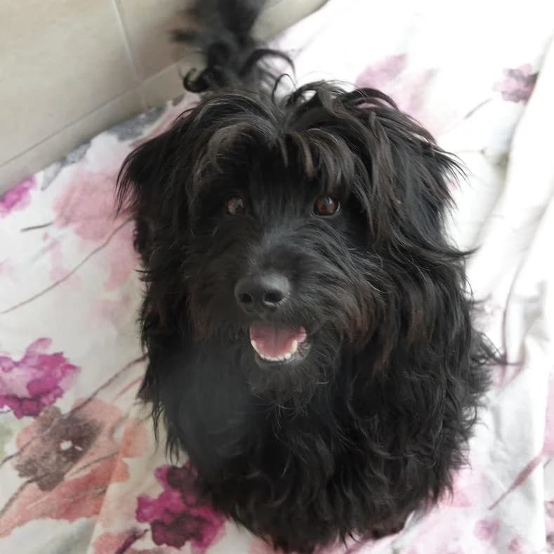 Morry, male young Mixed Breed for adoption at Name, Kassel