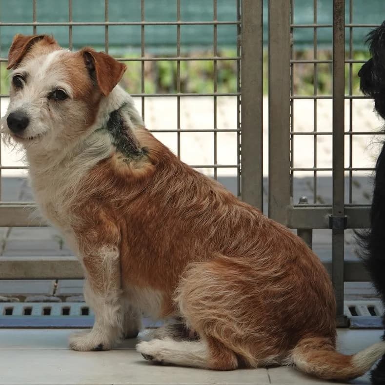 Milo, male 7yo Mixed Breed for adoption at Name, Kassel