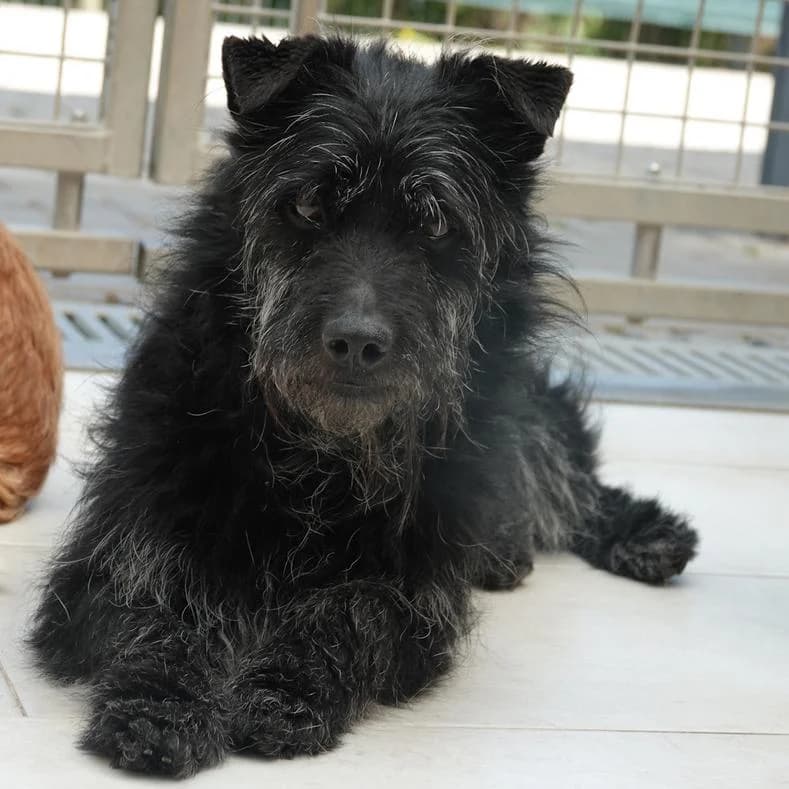 Moppel, male young Mixed Breed for adoption at Name, Kassel