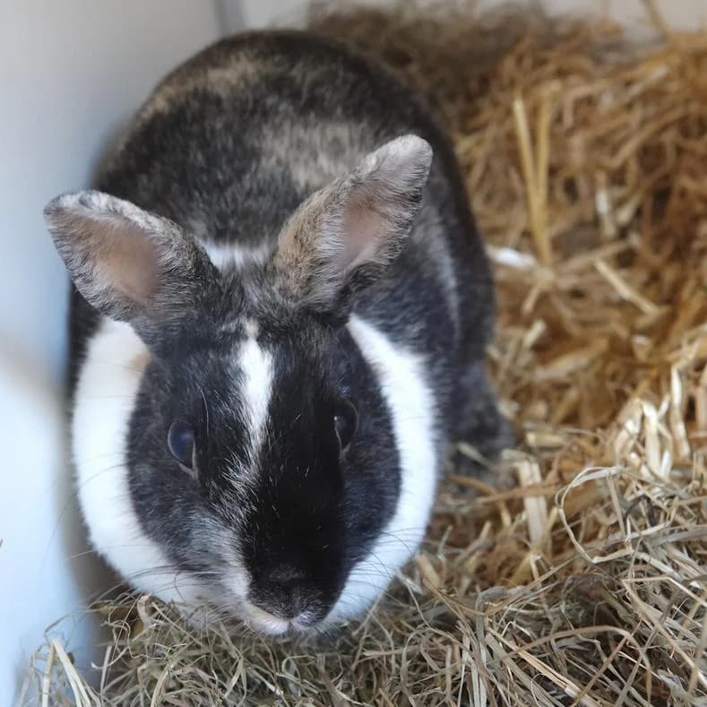 Maja, female young mixed breed for adoption at Name, Kassel