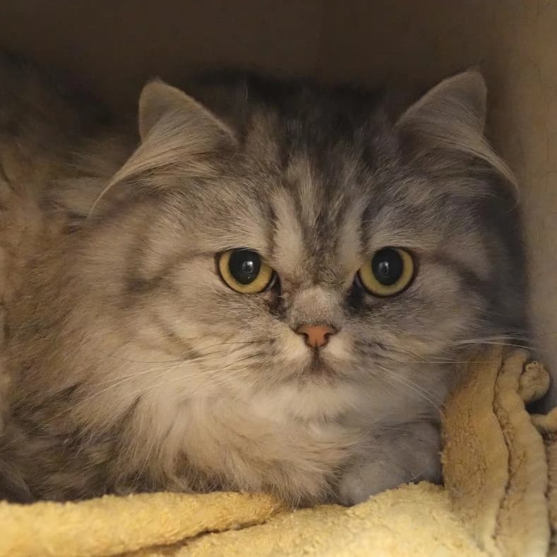 Sorme, female 3yo Persian for adoption at Name, Kassel