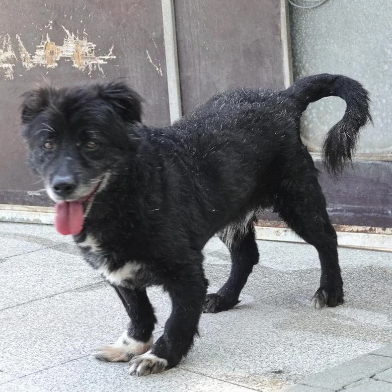 Malik, Mixed Breed (Name)