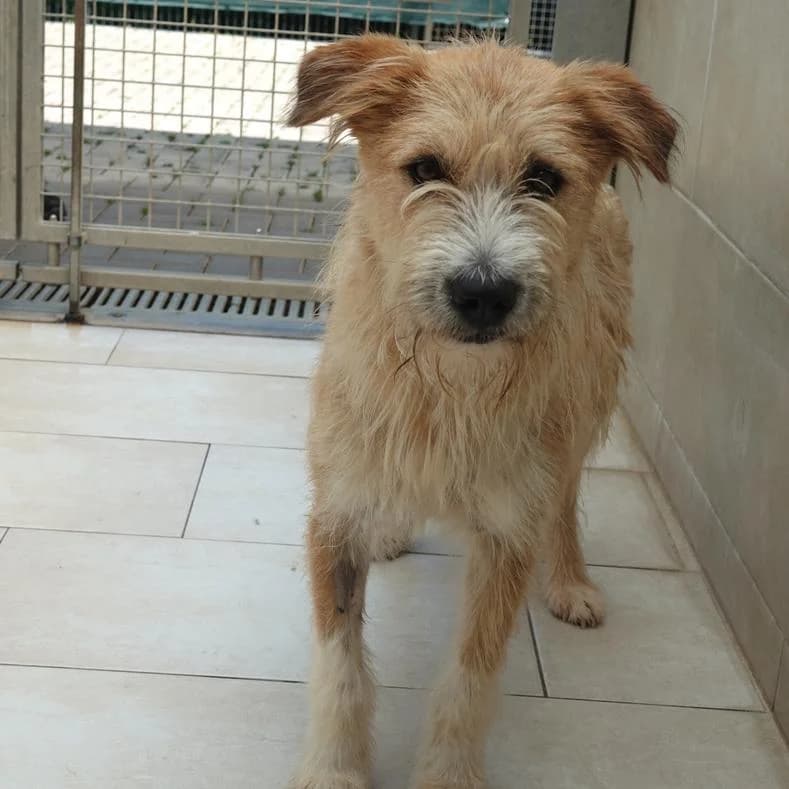 Mady, Mixed Breed (Name)
