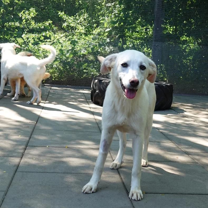 Marta, Mixed Breed (Name)