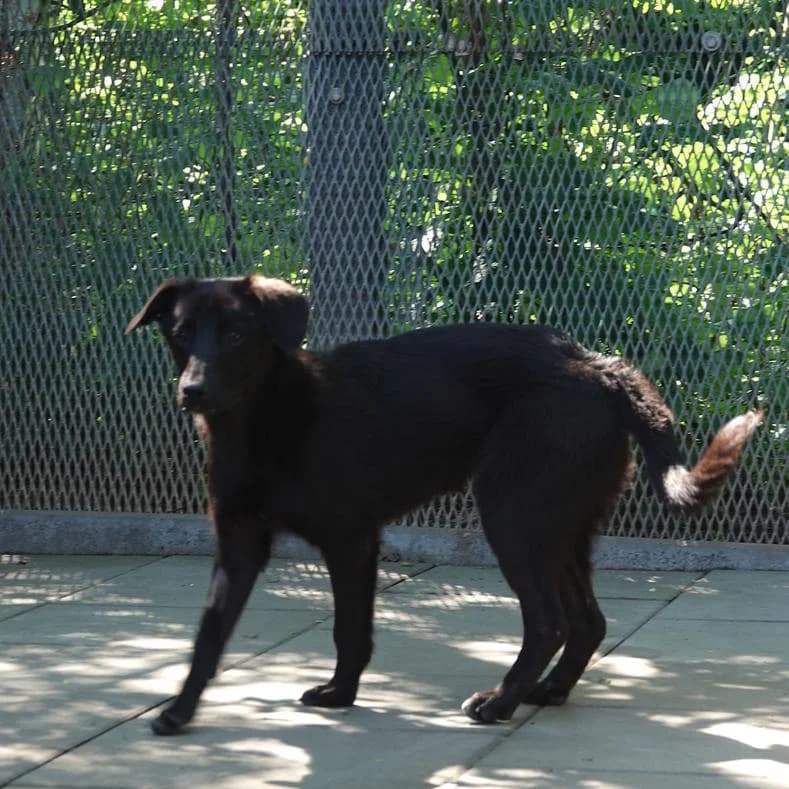 Missy, Mixed Breed (Name)