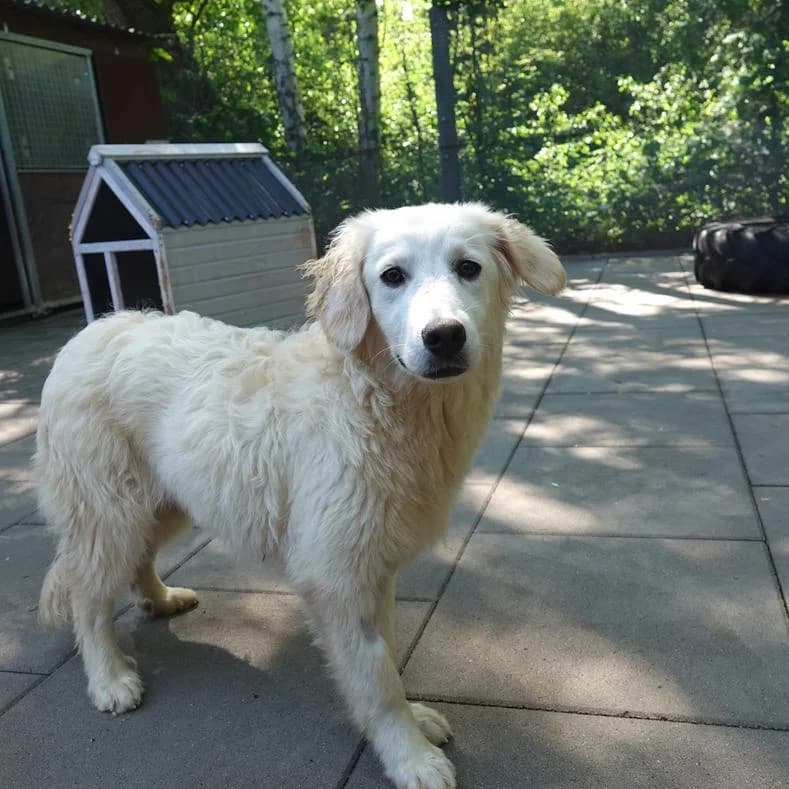 Mony, Mixed Breed (Name)