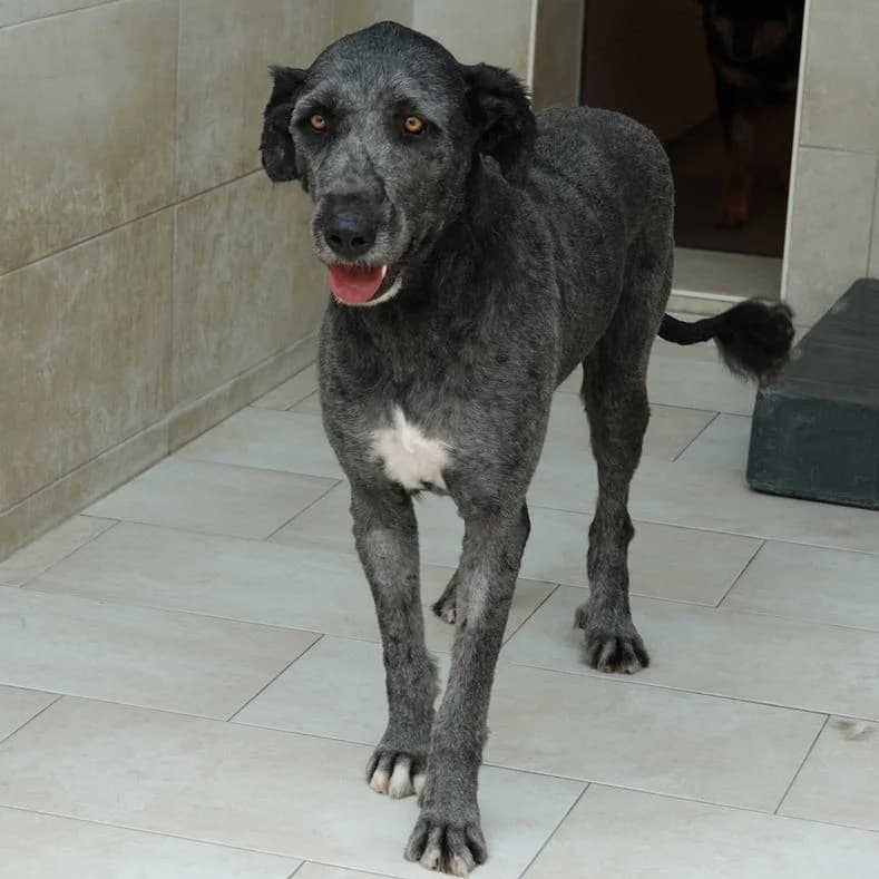 Petunia, Mixed Breed (Name)
