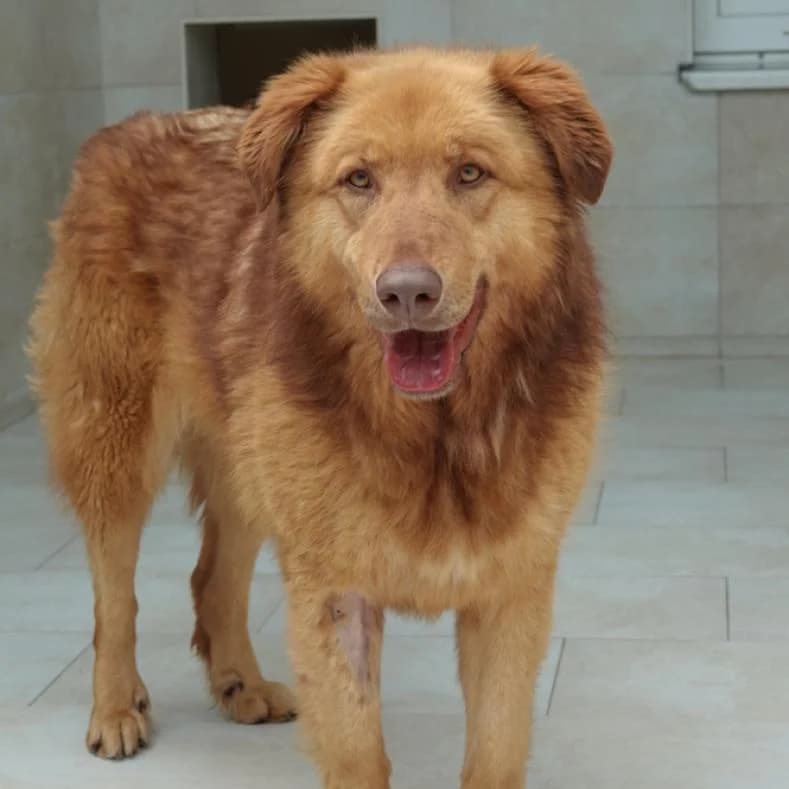 Foxy, Mixed Breed (Name)