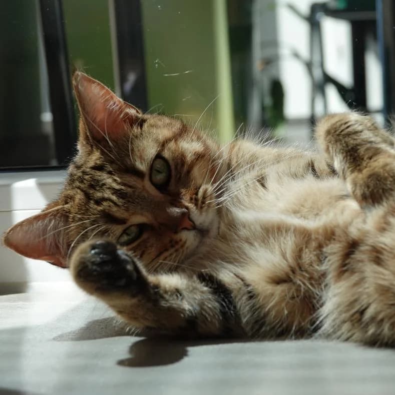 Tabby, female young European Shorthair for adoption at Name, Kassel
