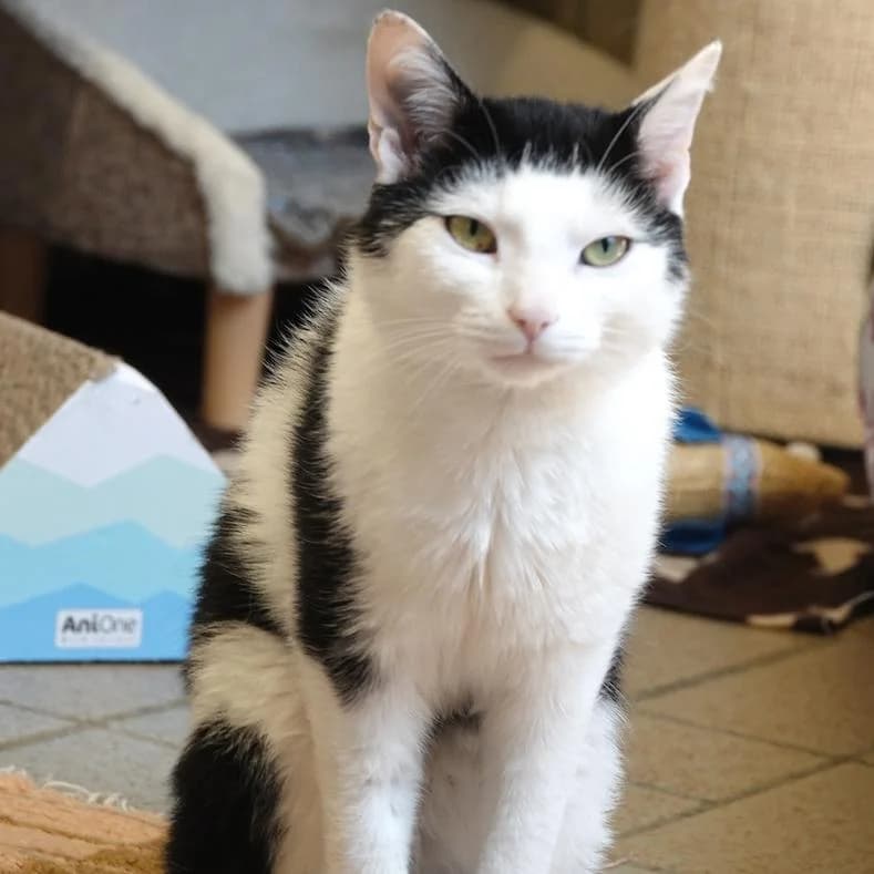 Otaku, European Shorthair (Name)