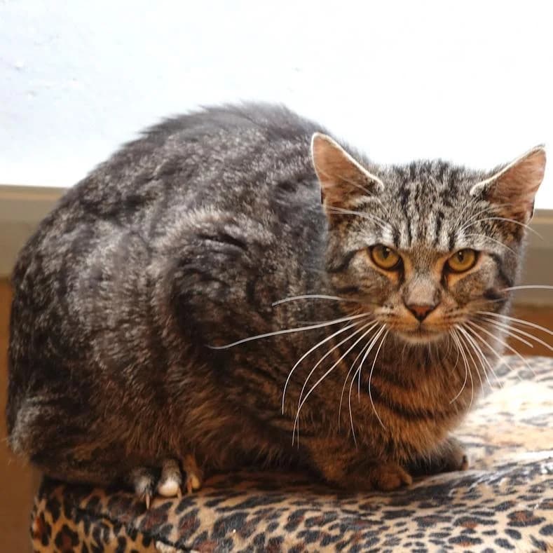 Bruno, European Shorthair (Name)
