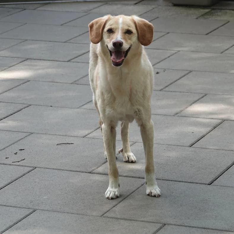 Dexter, Mixed Breed (Name)