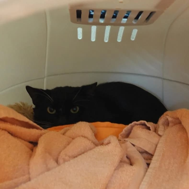 Chopperoni, male European Shorthair for adoption at Name, Kassel