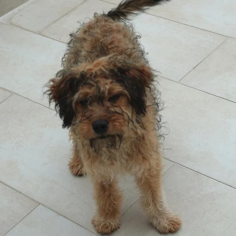 Nelli, female Mixed Breed for adoption at Name, Kassel