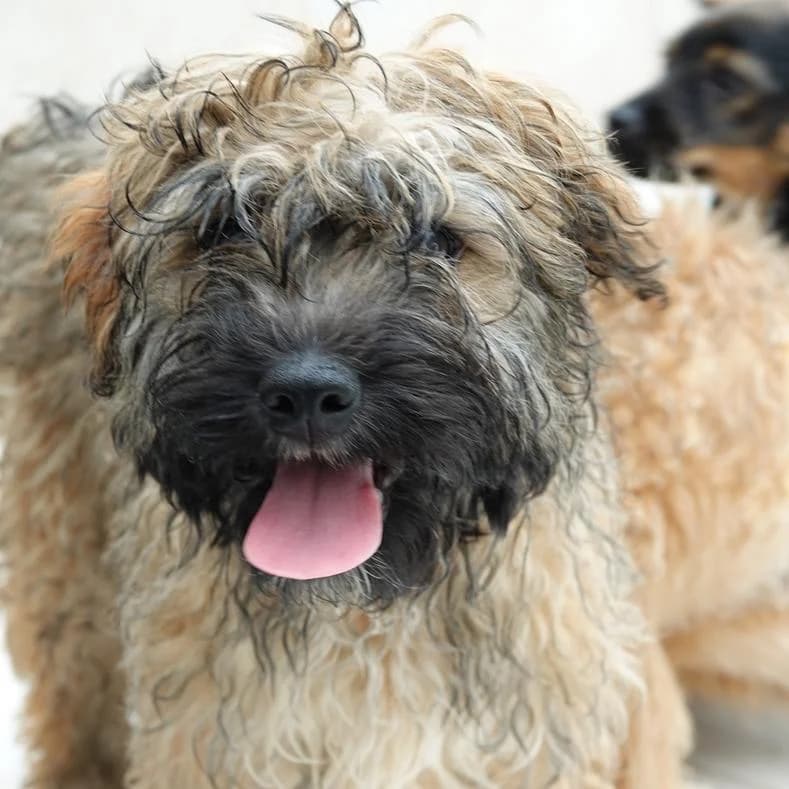 Netti, female Mixed Breed for adoption at Name, Kassel
