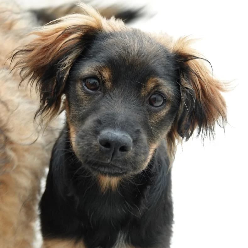 Nara, female Mixed Breed for adoption at Name, Kassel