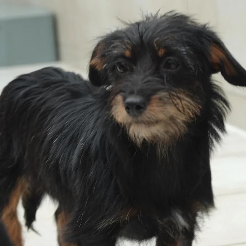 Malna, female puppy Mixed Breed for adoption at Name, Kassel