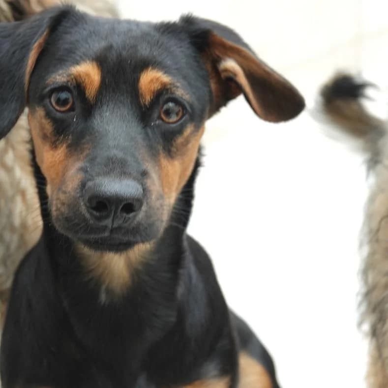 Mec, male Mixed Breed for adoption at Name, Kassel