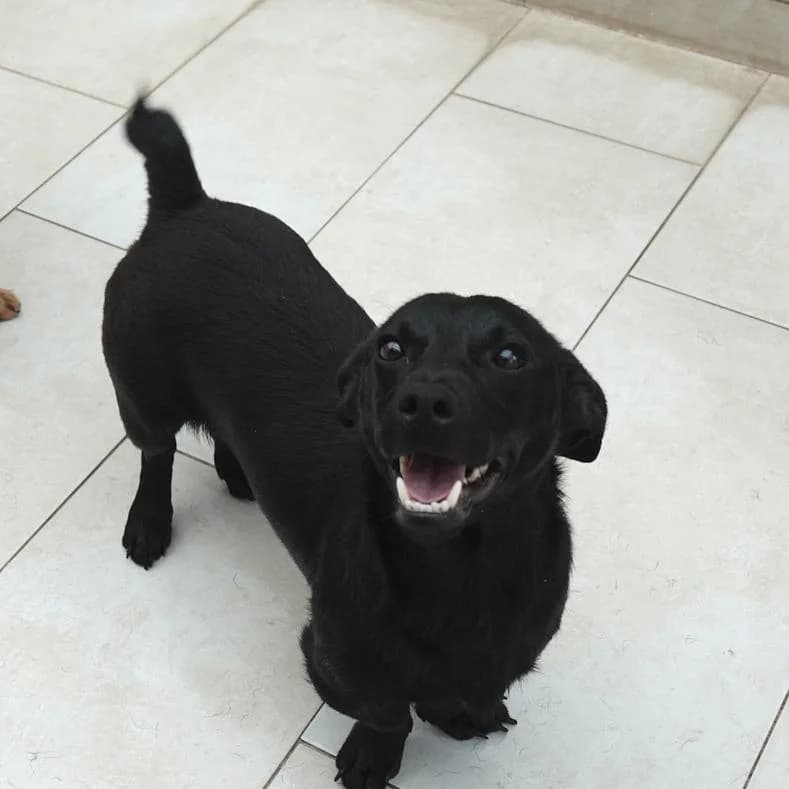 Flip, male puppy Dachshund for adoption at Name, Kassel