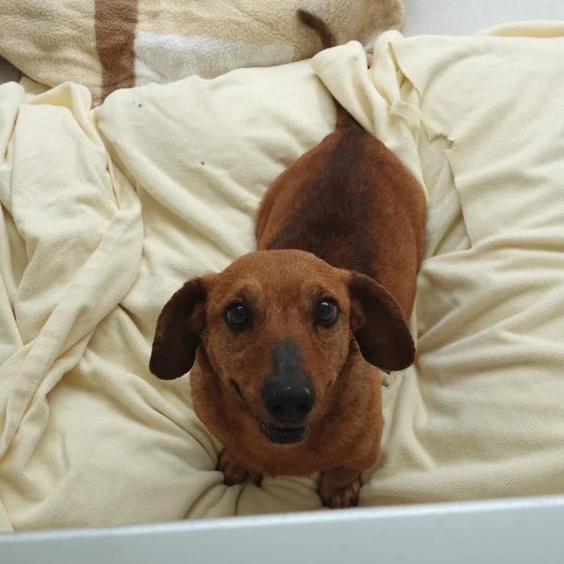 Beni, male senior Mixed Breed for adoption at Name, Kassel