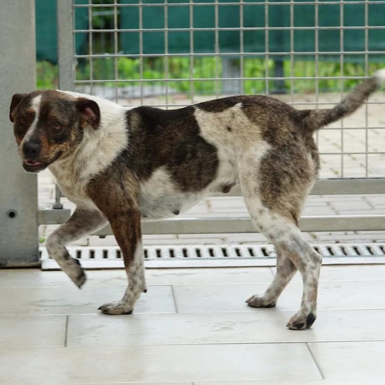 Lulu, female young Mixed Breed for adoption at Name, Kassel