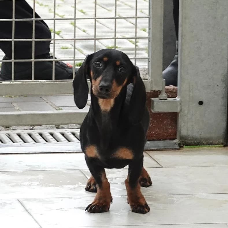 Flori, female puppy Dachshund for adoption at Name, Kassel
