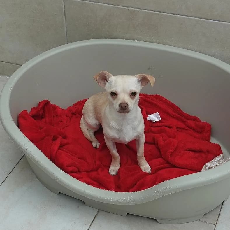 Bimbi, male puppy Chihuahua for adoption at Name, Kassel