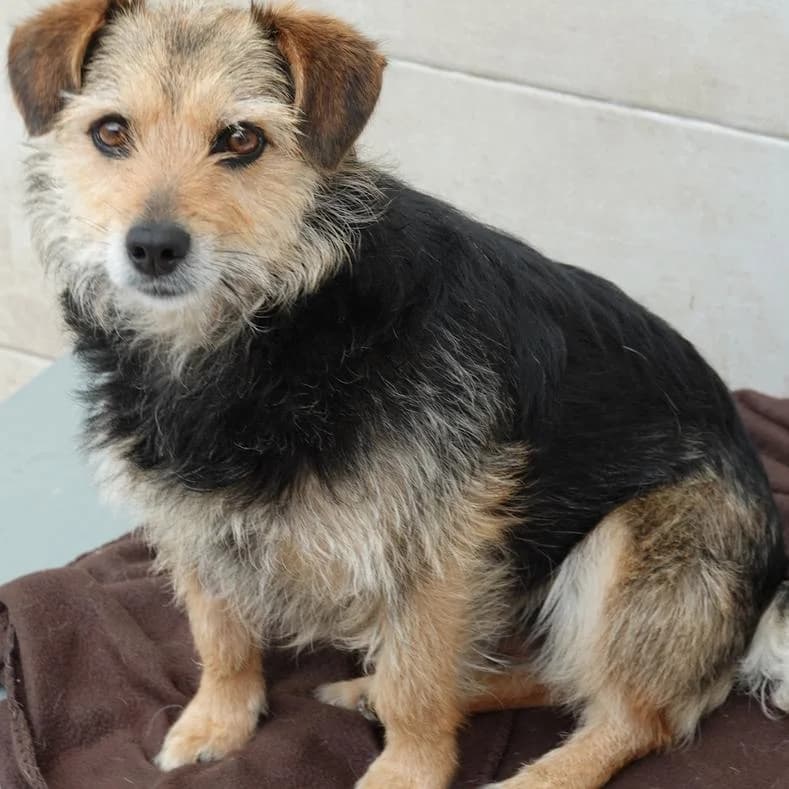 Lili, female Mixed Breed for adoption at Name, Kassel