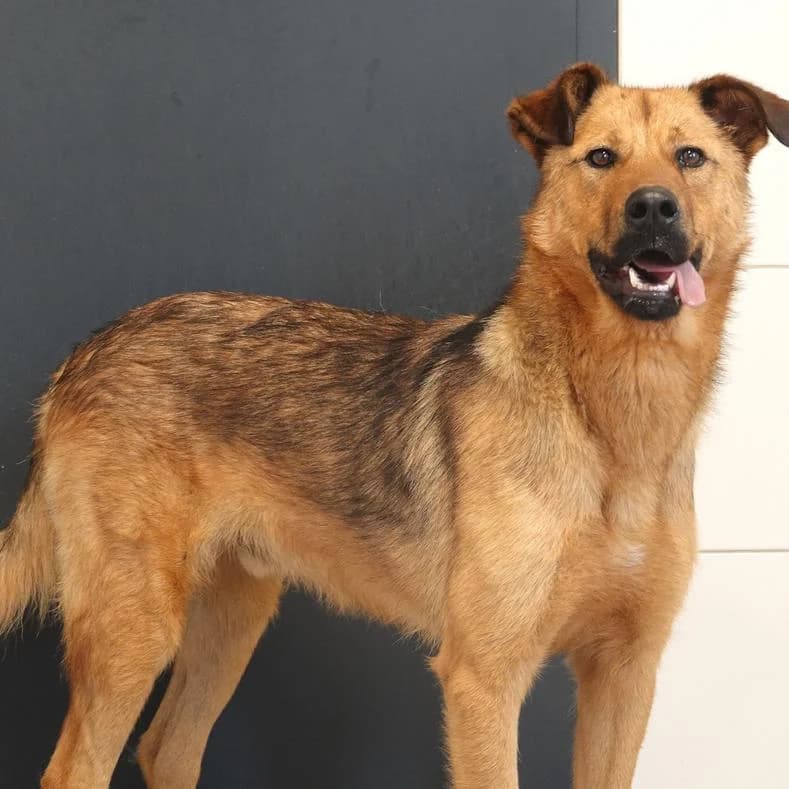 Nemo, male young Mixed Breed for adoption at Name, Kassel