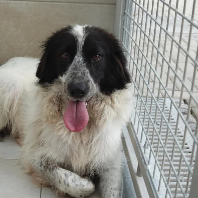 Nelly, female young Mixed Breed for adoption at Name, Kassel