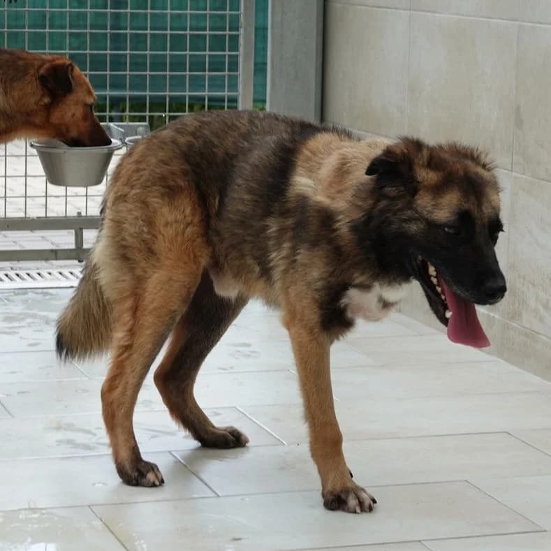Nody, male young Mixed Breed for adoption at Name, Kassel