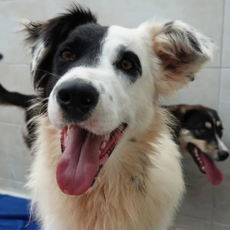 Nick, male young Mixed Breed for adoption at Name, Kassel