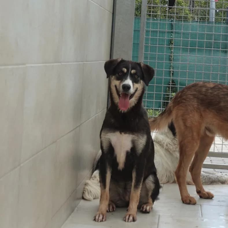 Nora, female young Mixed Breed for adoption at Name, Kassel