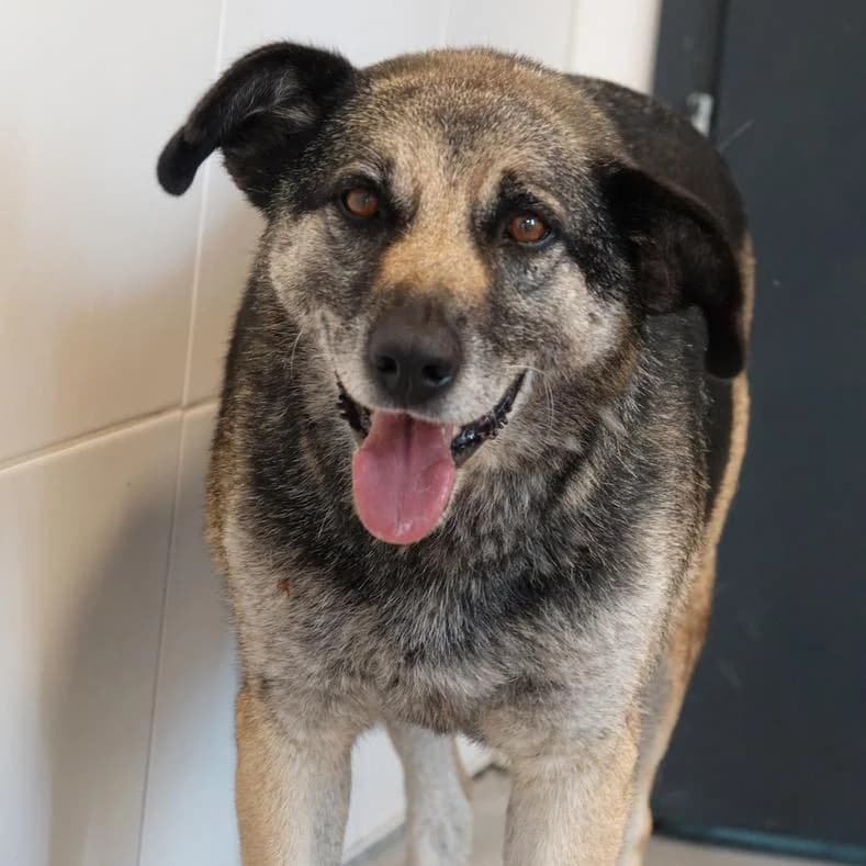 Nadia, female 3yo Mixed Breed for adoption at Name, Kassel