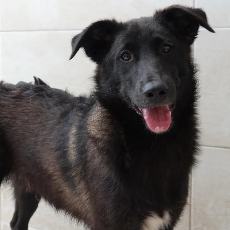 Lord, male puppy Mixed Breed for adoption at Name, Kassel