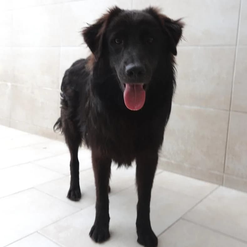 Luca, male puppy Mixed Breed for adoption at Name, Kassel