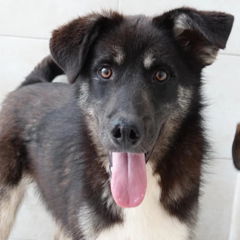 Locky, male puppy Mixed Breed for adoption at Name, Kassel