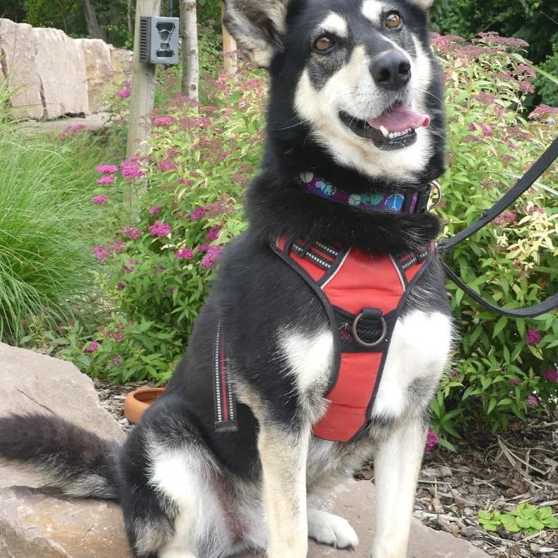 Thera, female senior Mixed Breed for adoption at Name, Kassel