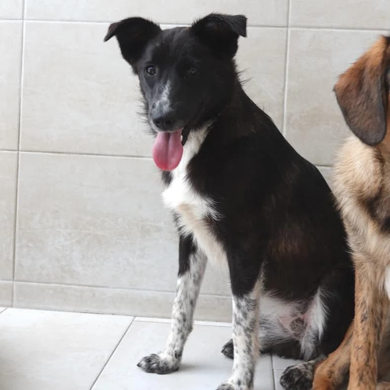 Luci, female puppy Mixed Breed for adoption at Name, Kassel