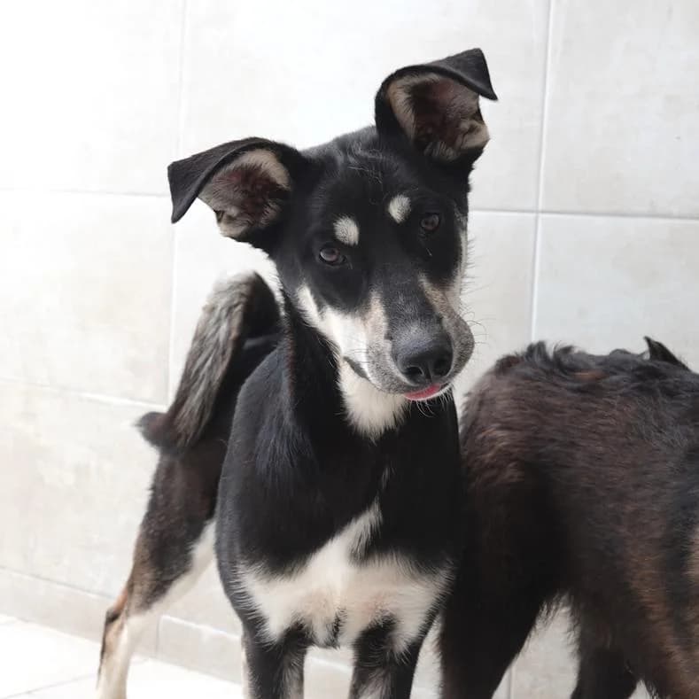 Luna, female puppy Mixed Breed for adoption at Name, Kassel