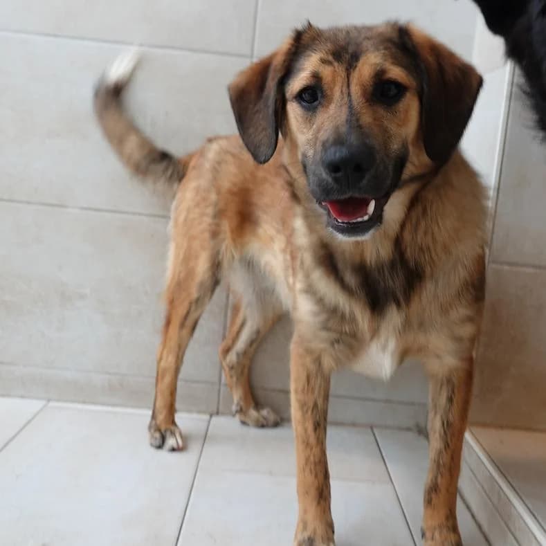 Liam, male puppy Mixed Breed for adoption at Name, Kassel