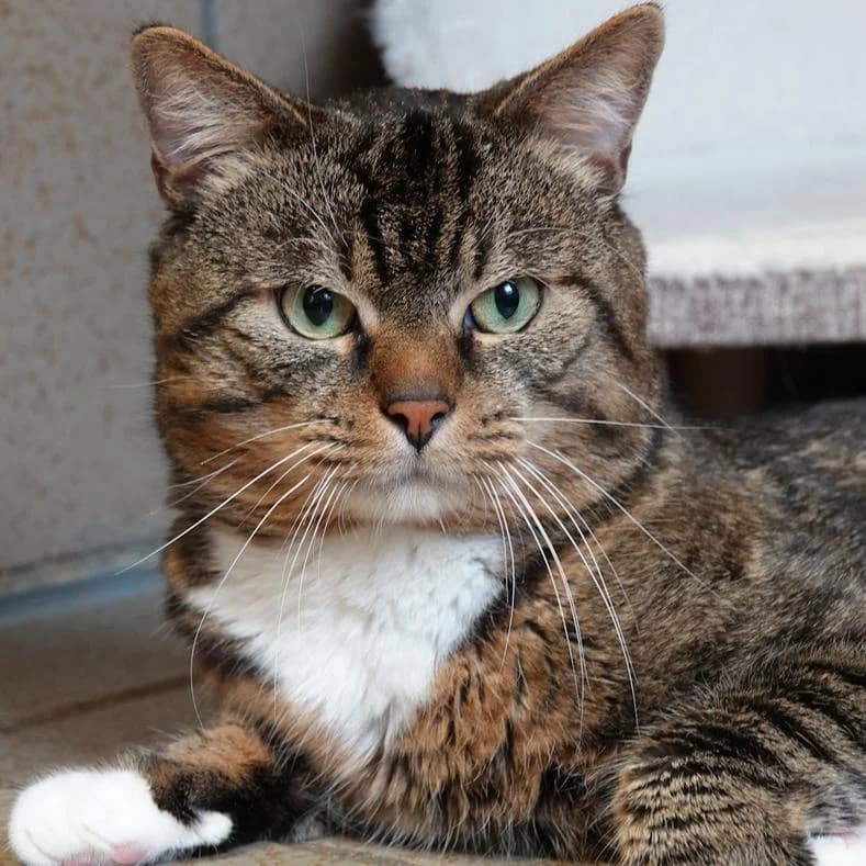 Falafel, male 3yo European Shorthair for adoption at Name, Kassel