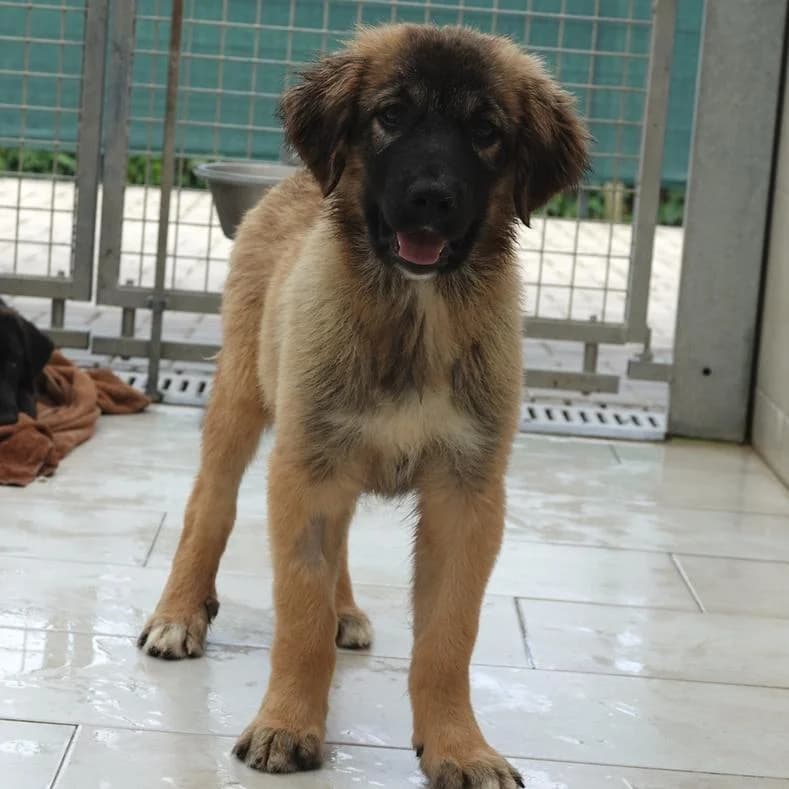 Tasha, female puppy Mixed Breed for adoption at Name, Kassel