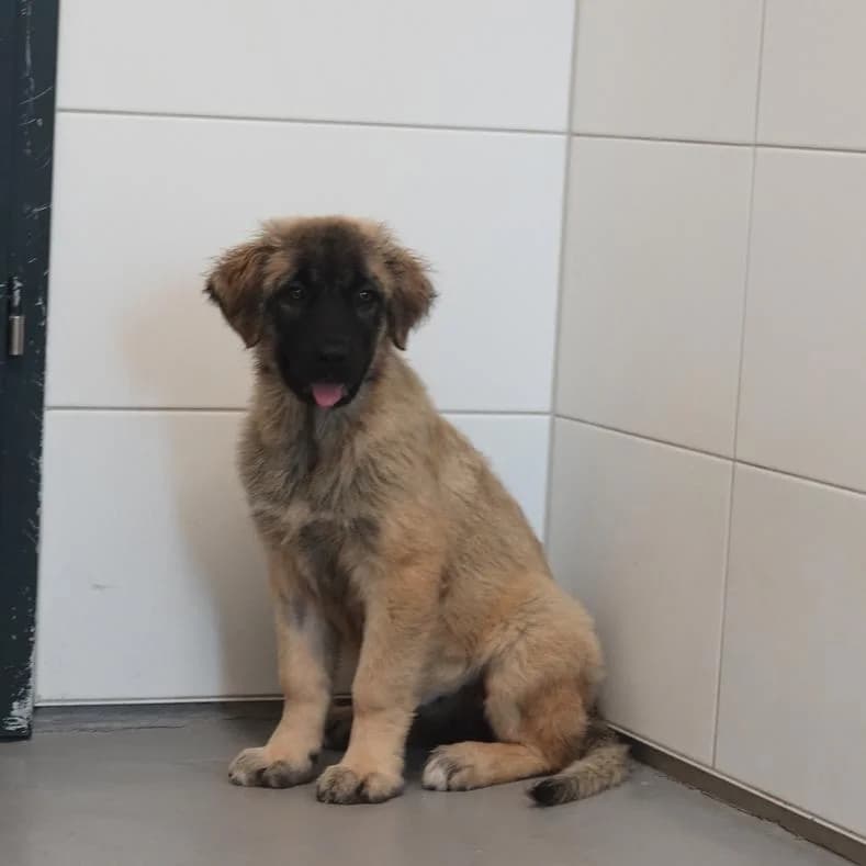 Tania, female puppy Mixed Breed for adoption at Name, Kassel