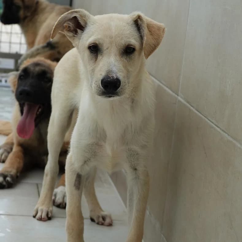 Tim, male puppy Mixed Breed for adoption at Name, Kassel