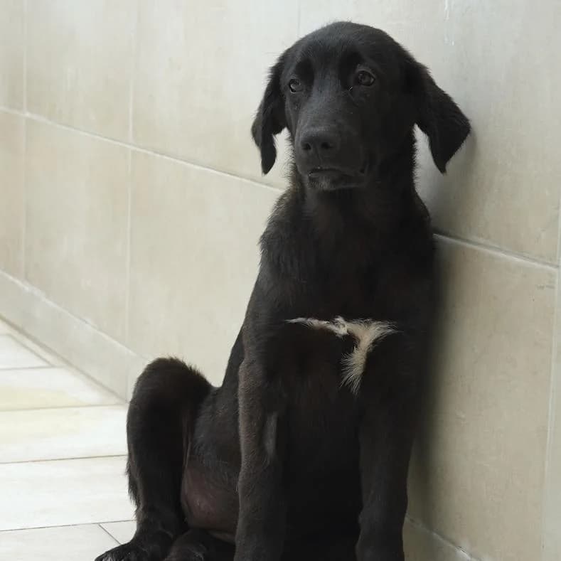 Tess, female puppy Mixed Breed for adoption at Name, Kassel